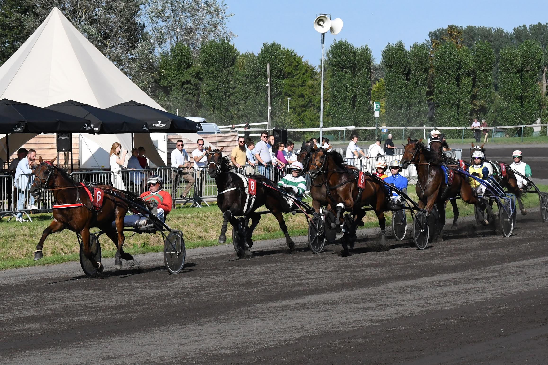 First Edition Ruislé Quality Trot Sale
